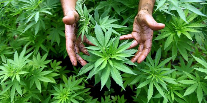 Israel grows medicinal marijuana in Safed