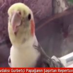 Işid’e Katılmak İçin Suriye’ye Giden Melis’i Babasının Mücadelesi Kurtardı