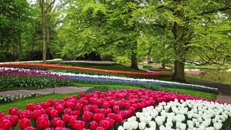 keukenhof cicek bahcesi