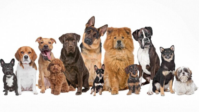 Hollanda’da Köpek Sahiplenmek İsteyenlere Zorunlu Kurs Şartı