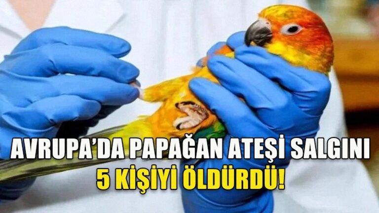 5 kişinin hayatını kaybettiği papağan humması vakaları artışta