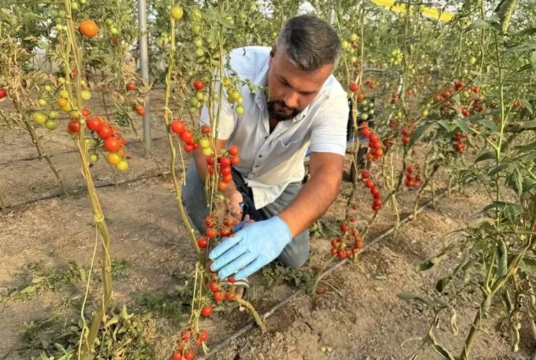 hollanda gurbetçi yozgat (1)