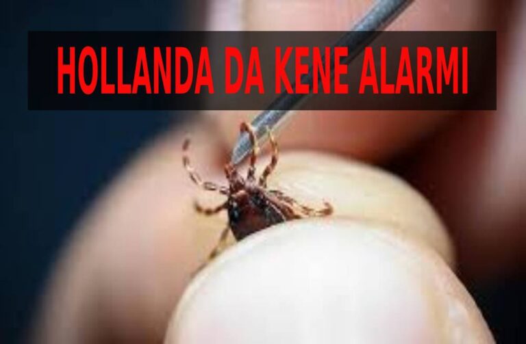 hollandada kene alarmı