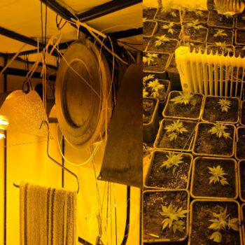 alkmaar da esrar serası