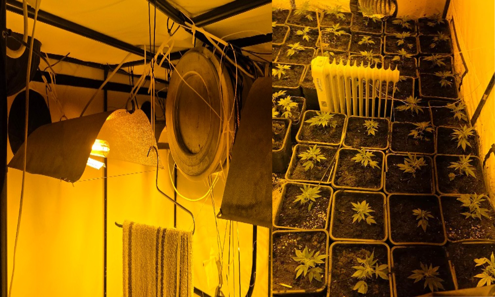 alkmaar da esrar serası