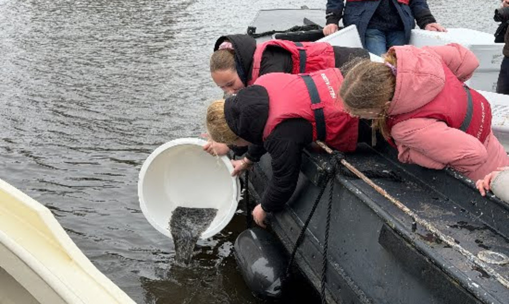 Hollanda’da Milyonlarca Yavru Yılan Balığı Doğaya Bırakıldı