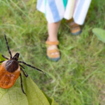 Ratten, muizen en wespen profiteren van hittegolf: ?warmte creëert ideale omstandigheden?