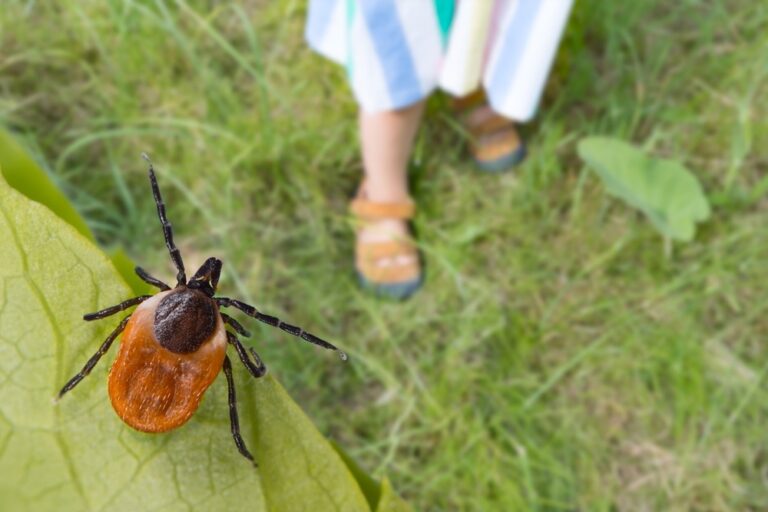 Ratten, muizen en wespen profiteren van hittegolf: ?warmte creëert ideale omstandigheden?