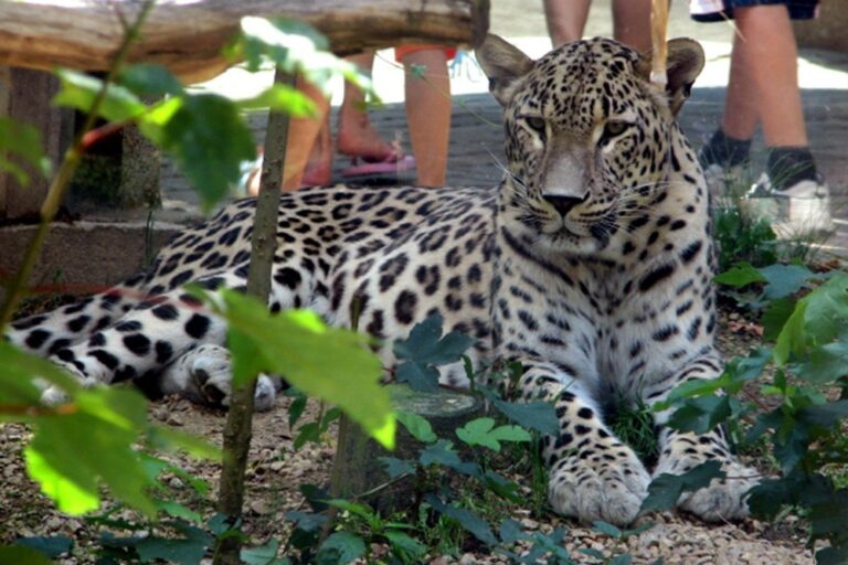 25-yillik-hayvan-bakicisi-leopar