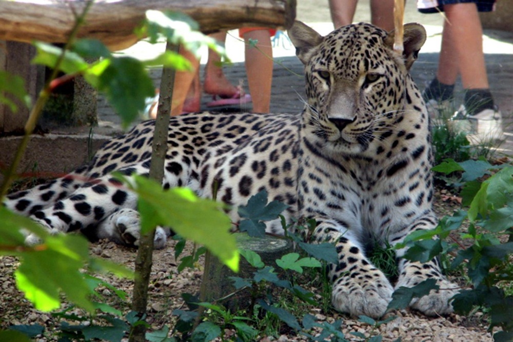 25-yillik-hayvan-bakicisi-leopar